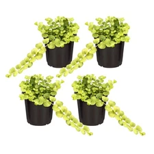 Creeping Jenny Plant Pack of 4 - Healthy Trailing Ground Cover 6" Tall