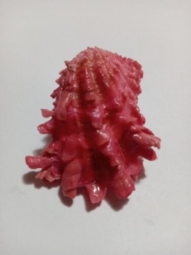 Sea Shell Cardita Crassicosta 45 mm... Collectible...#88 - Picture 1 of 4