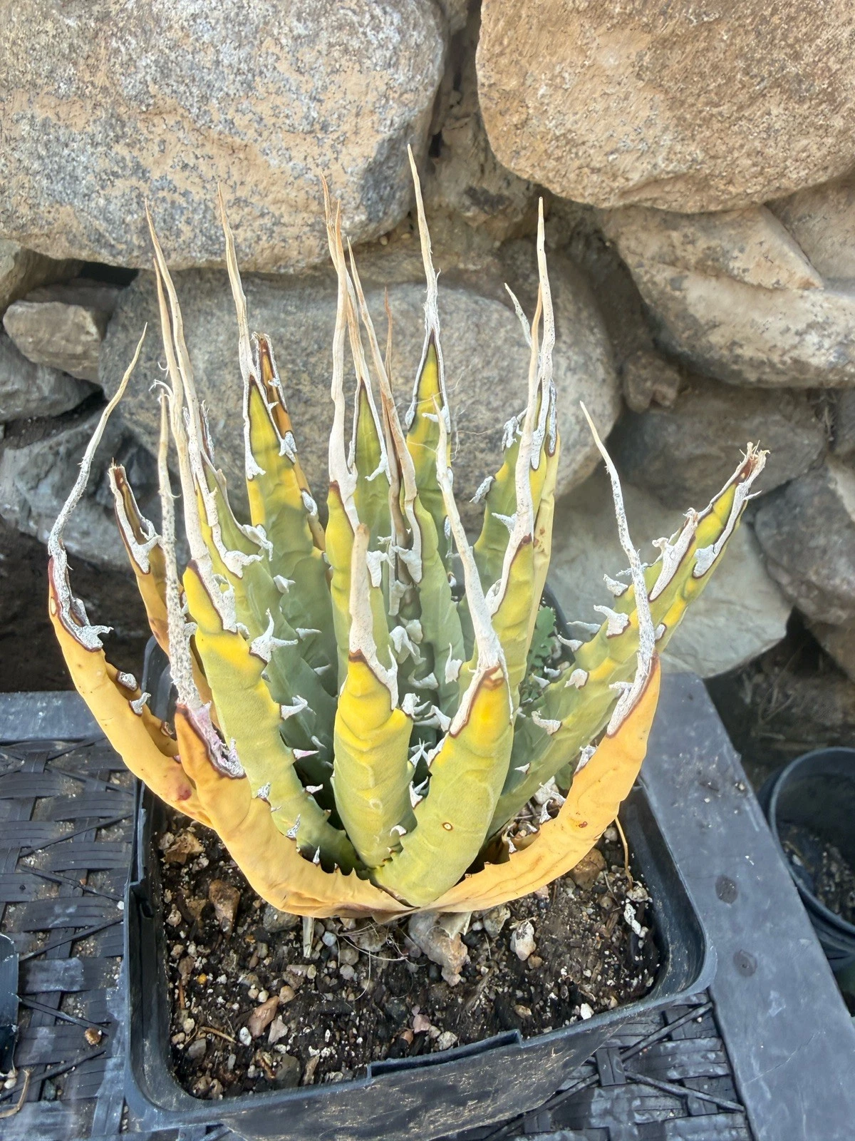 Agave Utahensis Eborispina Variegated!! Rare collector plant
Opens in a new window or tab