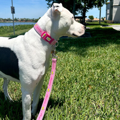 Masters Light Pink Logo and Wordmark Dog Collar