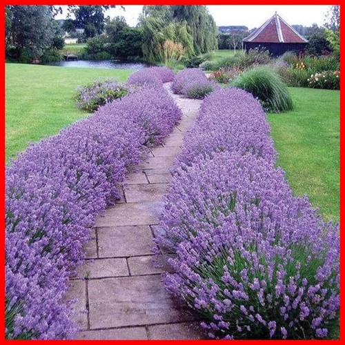 6x English Lavender Hidcote Plants Garden Perennial Hedging Plugs eBay