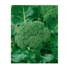 200 Waltham 29 Broccoli Seeds, high producer, ORGANIC NON-GMO,  FREE S/H