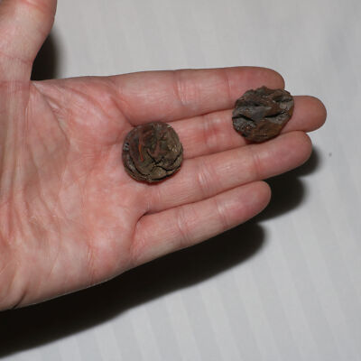 Lot Two (2) Metasequoia Pine Cone Fossil - Hell Creek Formation Late Cretaceous