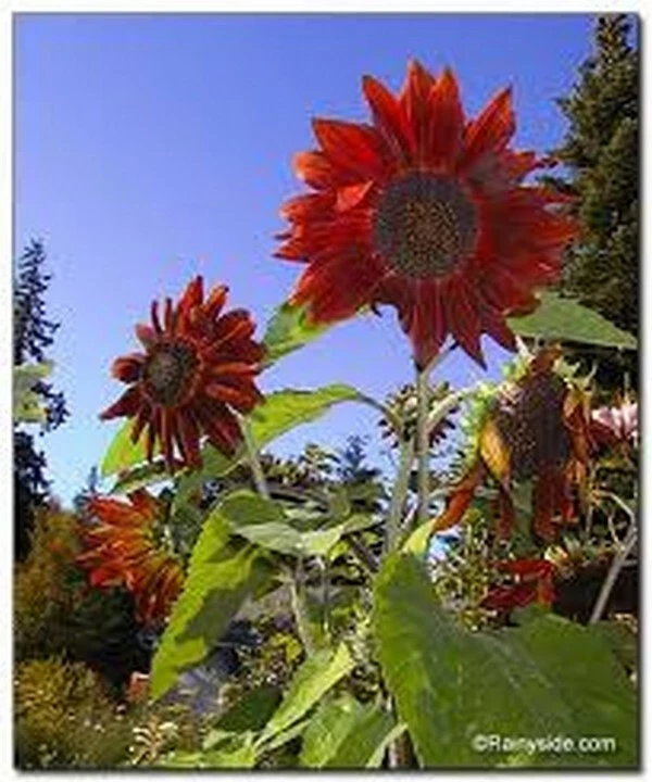 Red sale sun sunflower