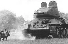 WW2 PICTURE PHOTO US ALLIED ANTI TANK DOG 6886