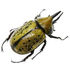 Dynastes tityus MALE hercules beetle Indiana USA