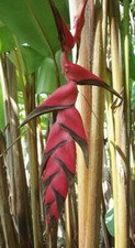 80001086  Heliconia pogonantha Kletterpflanze Hängepflanze 2 Samen Seeds Exotic