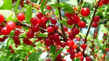 Nanking Cherry {Prunus tomentosa} 10 Seeds: 2YR Edible Fruit Bush