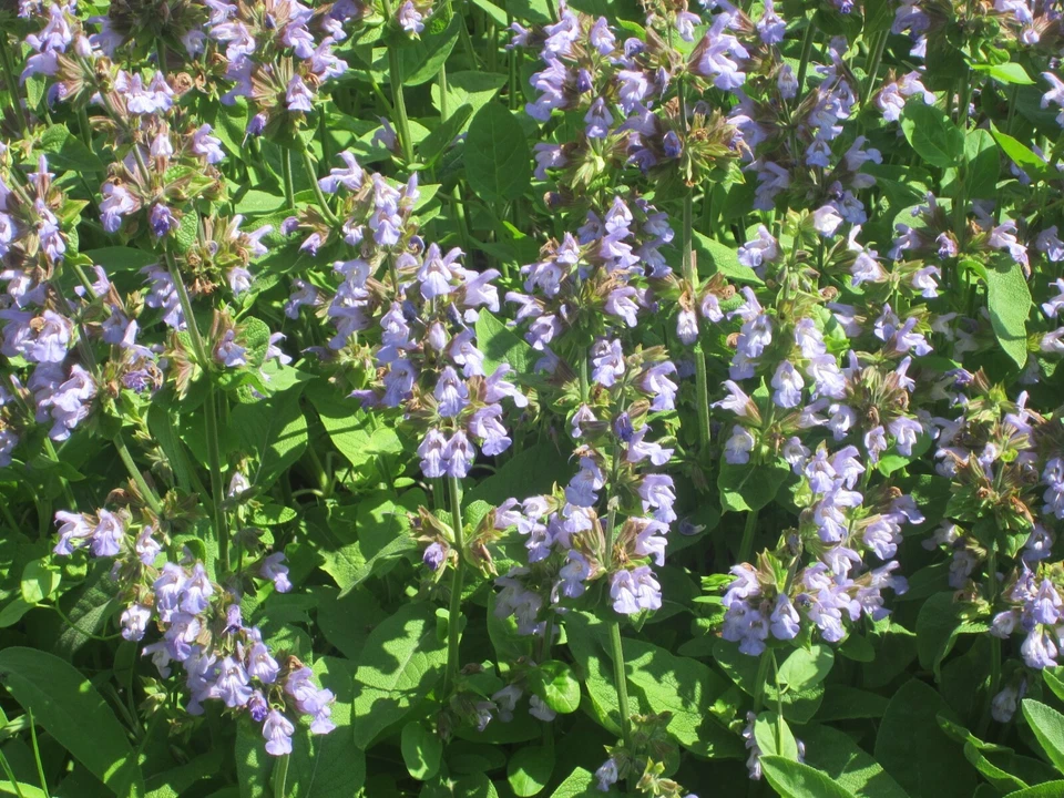 Italian Sage, Salvia Officinalis, NON-GMO, Variety Sizes, FREE SHIPPING - Image 3 of 3