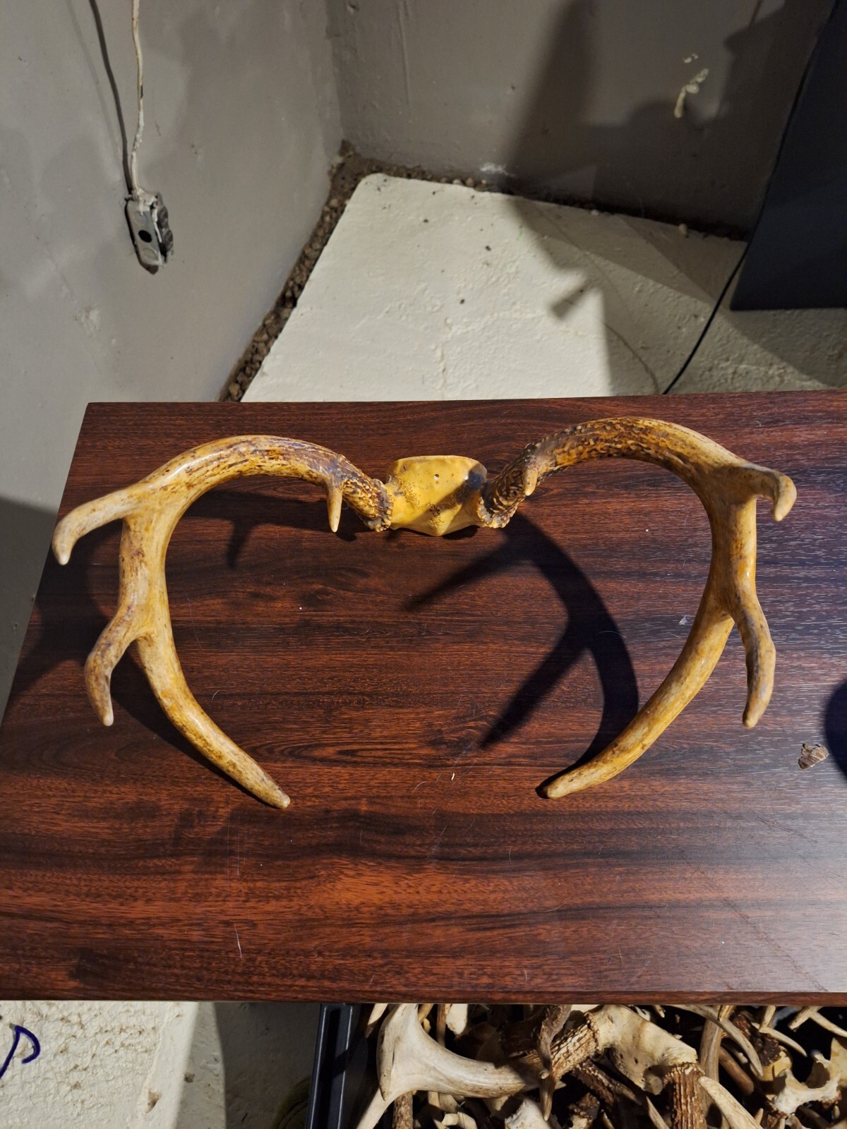 whitetail deer antlers for sale eBay