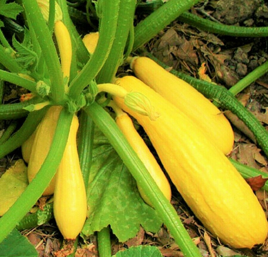 Summer Squash Seeds | Yellow Early Prolific Straightneck