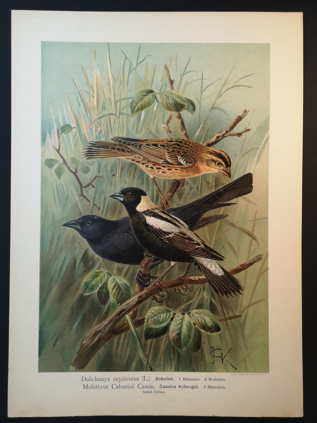 Cromolitografía v.1898. Bobolink. Pájaro de vaca Cassins. de Maes, E.: