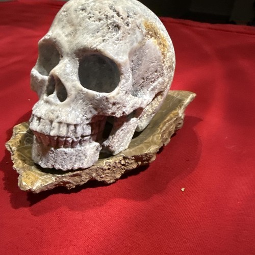 5.0" Coral Fossil skull w/ Ocean Coral  Hexagonoria Fossil display stand