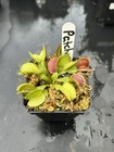 Venus Flytrap Patches -  Carnivorous Plant  🔥🔥🔥 — photo 2