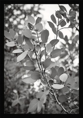 Serene Eucalyptus Branches Framed Wall Art Poster Canvas Print Picture