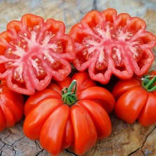 Rosso Sicilian Tomato Seeds Heirloom Non-gmo Free Shipping 1298