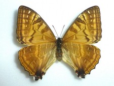 FANTASTIC MORPHO LYMPHARIS ZACCHI  FEMALE NYMPHALIIDAE NYMPHALIDAE PERU