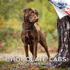 2025 2026 Labrador Chocolate Calendar - Dog Breed Monthly Wall Calendar - 12 ...