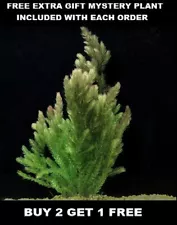 BUY 2 Get 1 FREE | Hornwort (Coontail) Live Fish Tank Plants Aquarium Plant