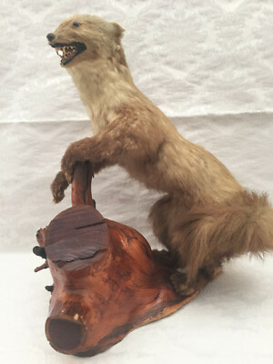 Taxidermie Belette Fouine Martre Empaillee Curiosite Massacre Atypique Vintage Ebay