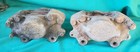 <!--F#f_0-->HOLDEN HR PAIR FRONT DISC BRAKE CALIPERS SUITS ALSO FJ FE FC FB EK EJ EH<!--F/-->