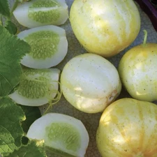 Lemon Cucumber Seeds 50+ Vegetable Seed Heirloom NON-GMO sweet tasty pickling US