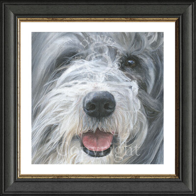 BEARDED COLLIE Beardie Portrait art print 'Willow' 12'' x 12'' by Lynn Paterson