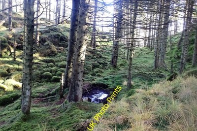 Photo 6x4 Deer Wallow Legburthwaite Much evidence on the ground of Deer b c2016