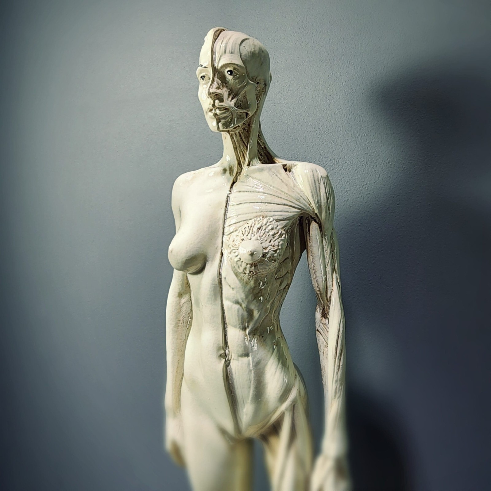 Anatomical Female Medical Model with Muscles, Semi-Gloss Ivory