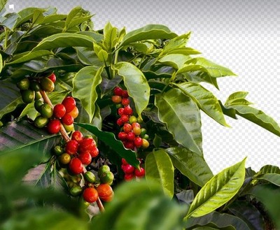 2 x Kaffee-pflanzen schnellwüchsige exotische Pflanzen für Haus & den Garten
