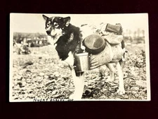 RPPC "Murphy" Seward Alaska Gold Rush Miner Pack Dog Greg Stewart Photo Postcard