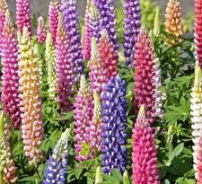 RUSSELL LUPINE FLOWER SEEDS 50+ mixed colors PERENNIAL garden Free Shipping