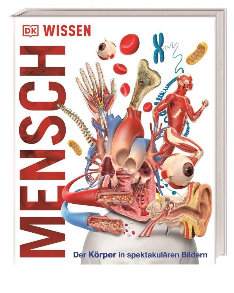 Dorling Kindersley Verlag Wissen - Mensch - Bild 5