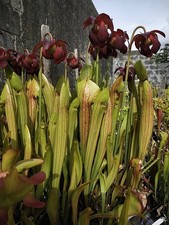 Sarracenia Purpurea "wareham bog" x Brooks Hybrid carnivorous pitcher plant