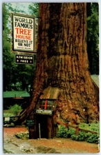 Postcard - The Tree House, Redwood Highway, California, USA
