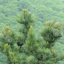 Cedarwood Fragrance Oil