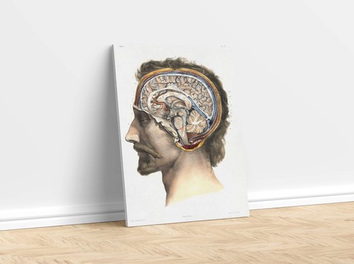 Brain Anatomy Medical Canvas Print - Multi-Size - Picture 3 of 9