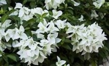  MS. ALICE  Bougainvillea Small Well Rooted Starter Plant VERY RARE  HTF