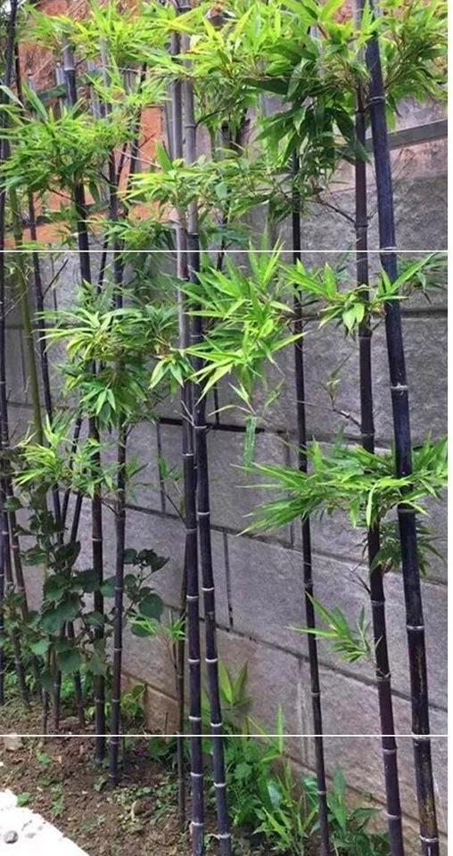 50+ Semillas de bambú negras Bonsai de bambú jardín decoración del hogar resistencia al frío EE. UU. Foto 3 de 4