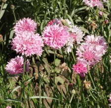Tall Pink Cornflower Seeds, Bachelor Button,