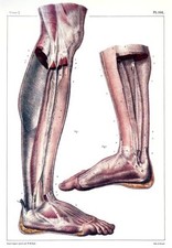 ML29 Vintage Medical Anatomical Human Body Leg And Foot Muscles Poster A2/A3/A4