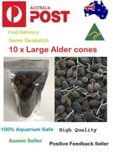 10 x Large Black Alder Cones for Dwarf Shrimp...