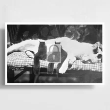 Cat Nursing Squirrels Reprint Postcard