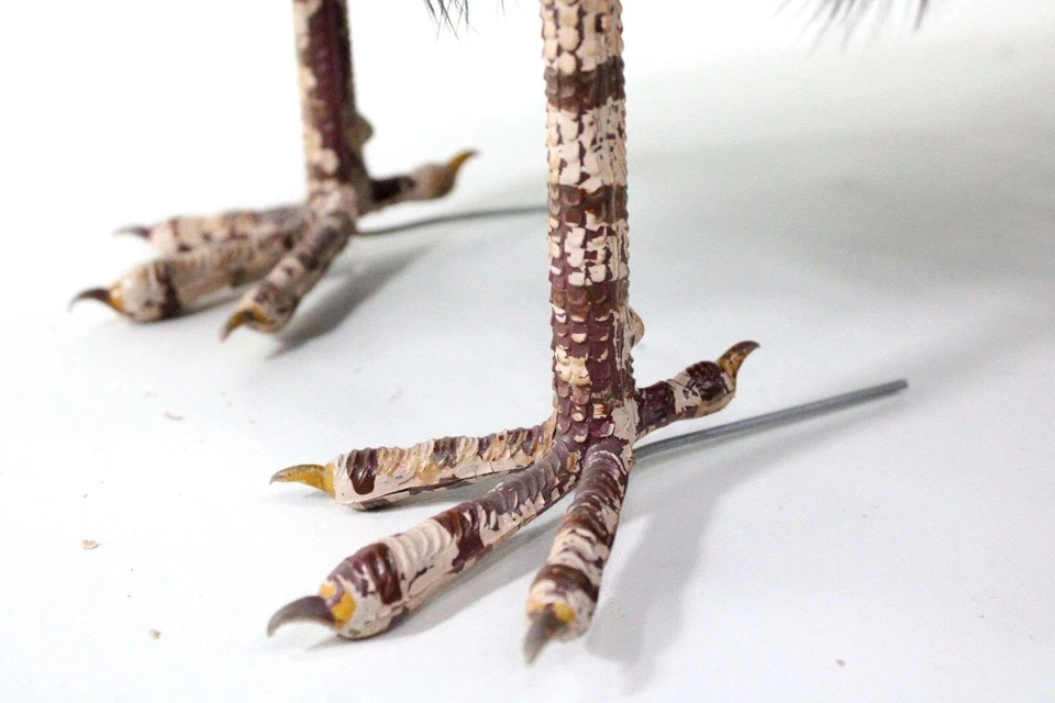 Precioso Pavo Real Taxidermia Relleno De Pie Foto 2 de 4