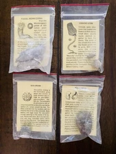 ✨Lot of (4): Crinoid Stem-Fossil Horn Coral-Sea Urchin and Pelecypod Fossils✨