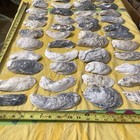 Lot of 44 Oyster Shells 3 3/4 To 6 Inch Long For Craft  Decoupage decoration — photo 3