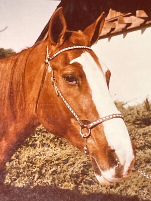 GG Photograph Close Up POV Horses Horse Head Brown White Handsome 1973
