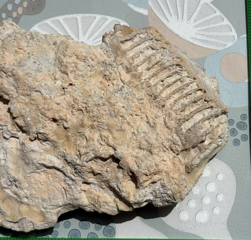 Cephalopod segment in sediment