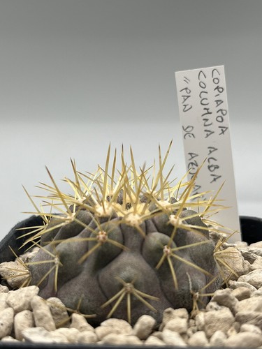 copiapoa cinerea columna alba pan de azucar x haseltoniana pianta rara vaso 7cm - Imagen 1 de 4