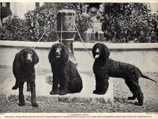 1930s Irish Water Spaniel Print Trench O'Rorke Irish Water Spaniels Dogs 6112n